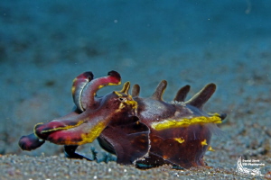 Flamboyant cuttlefish :-D by Daniel Strub 